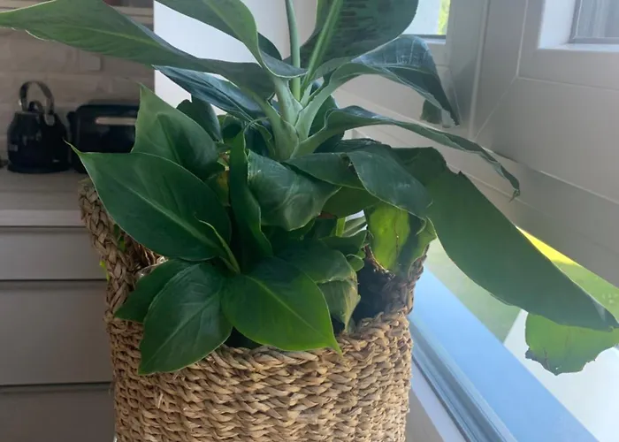 Casa Diego Mit Garten * Bielefeld