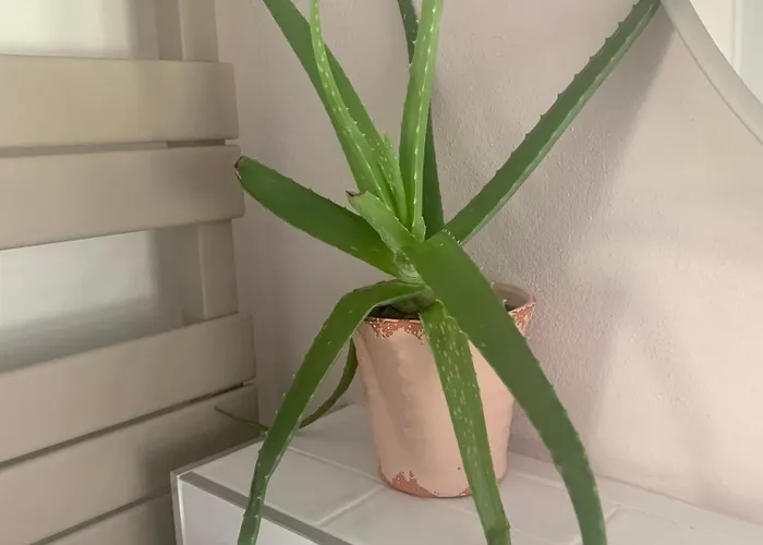 Casa Diego Mit Garten *